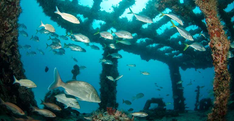 Artificial Reefs Artificial Reefs