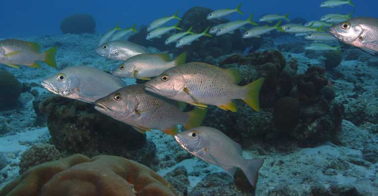 Natural Reefs Natural Reefs